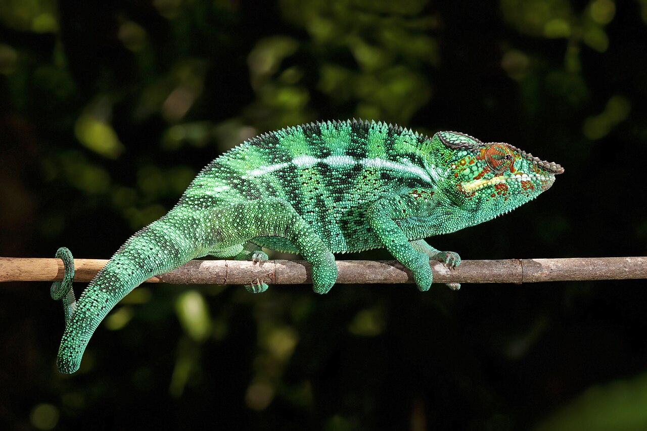 Caméléon panthère