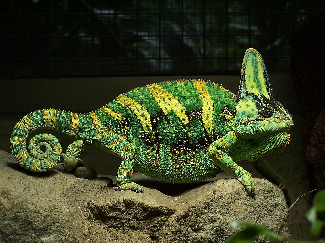Caméléon du Yémen