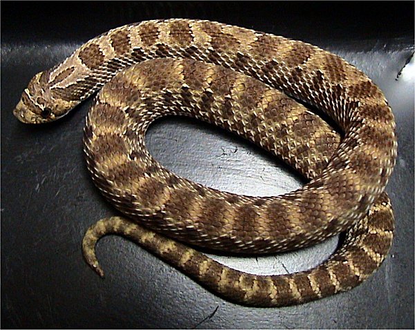 Serpent à nez plat