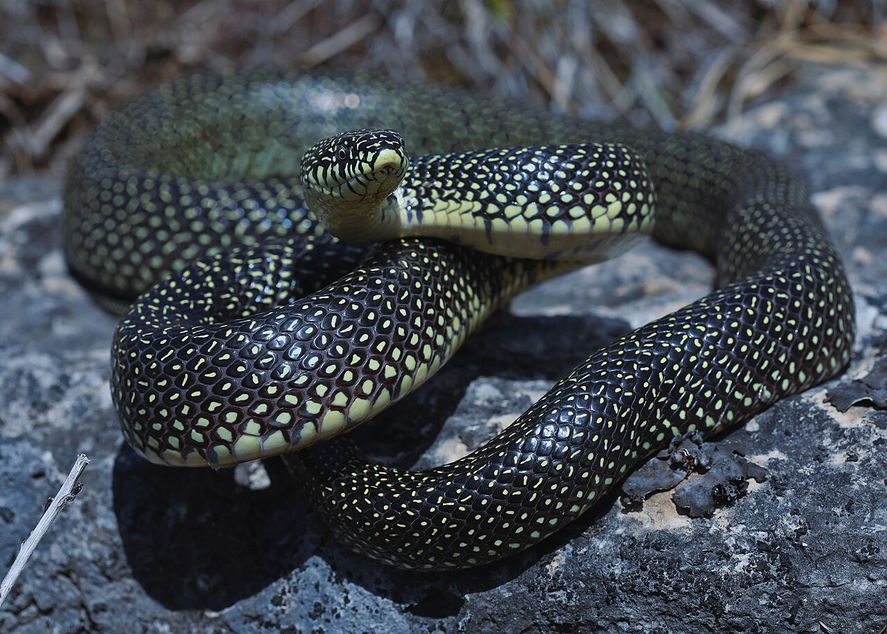 Serpent roi moucheté