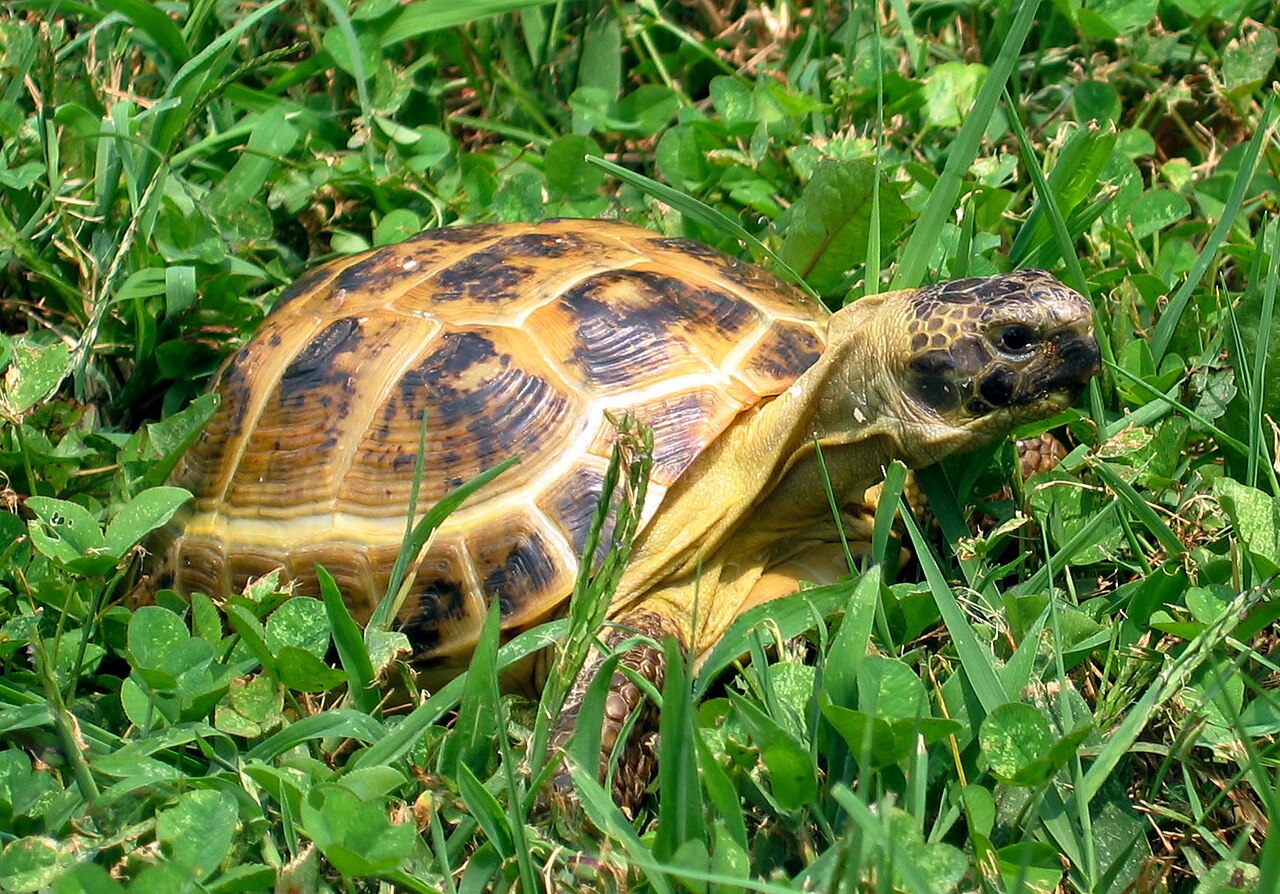 Tortue des steppes