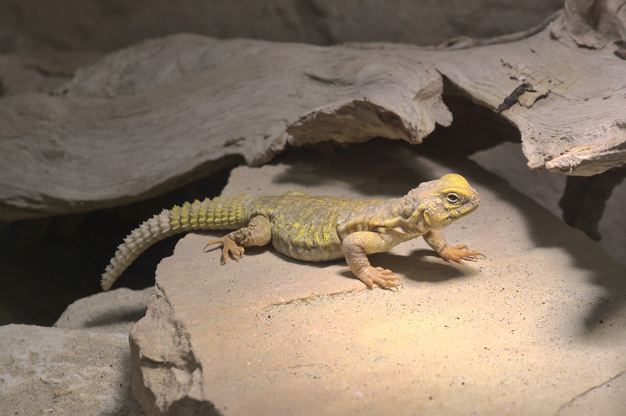 Uromastyx du Mali